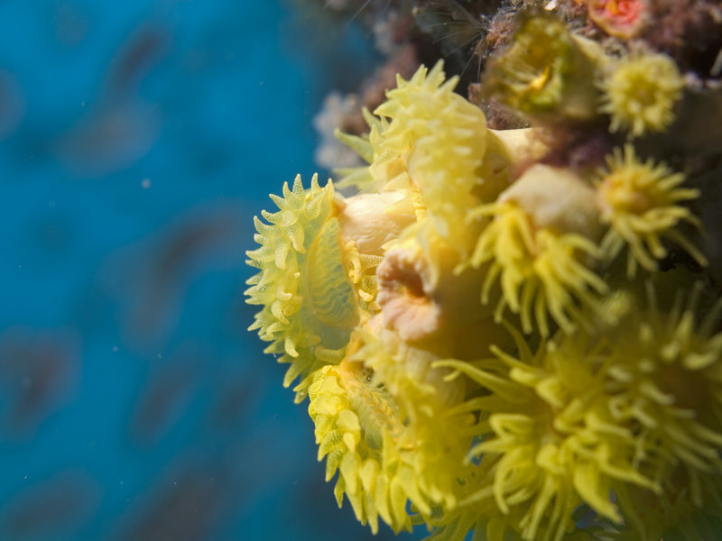 Polyp, Marine Park
